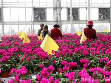 扬州高邮：每天发货30万株，花工厂绽放乡村振兴致富花