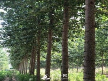 河南周口：培育出不飞絮的杨树新品种
