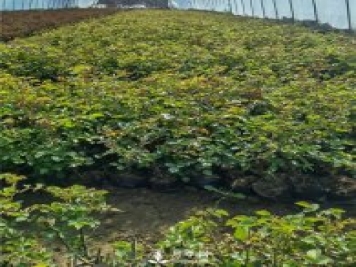 各类盆栽月季上市，南阳杯苗基地全国批发中