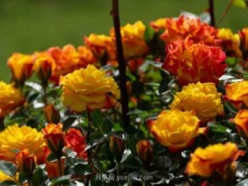 安阳市滑县森林公园月季花开放，赏花打卡正当时