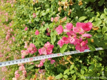 安吉拉月季盆栽苗，60厘米高基地发货