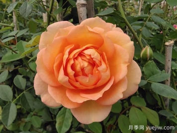 中国月季：欧洲玫瑰花的祖宗，为世界园艺做出了巨大贡献