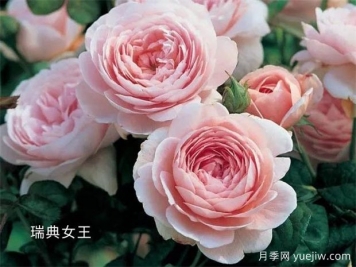 100种月季玫瑰品种图鉴大全，你认识有没有超过10个？