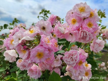 山木香和野蔷薇的辨识区别