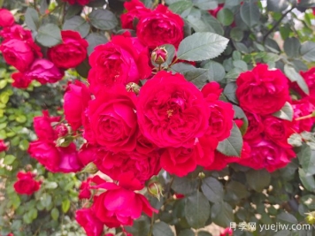 6款红色系的藤本月季品种，适合打造网红花墙