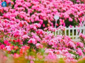 2024年第二届杭州市月季花展举办，赏500万株月季