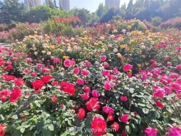 郑州月季公园40万株月季竞相绽放，感受花漾生活