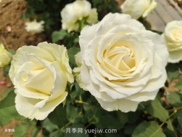 十一朵白玫瑰的花语和寓意