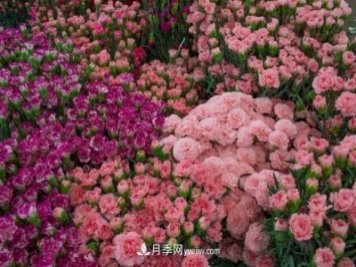 中国6大花市，全国花卉批发市场介绍