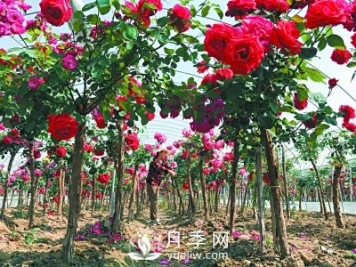 新品“月季树”为北京市花添色彩，居然引种自南阳内乡