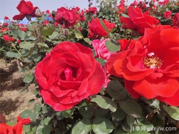 月季、玫瑰、蔷薇分别是什么？如何区别？