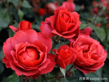 21朵玫瑰：不只是浪漫，还藏着这些深意