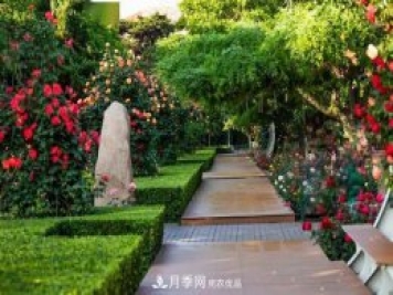 秦皇岛适合养月季花，市花和市树是什么